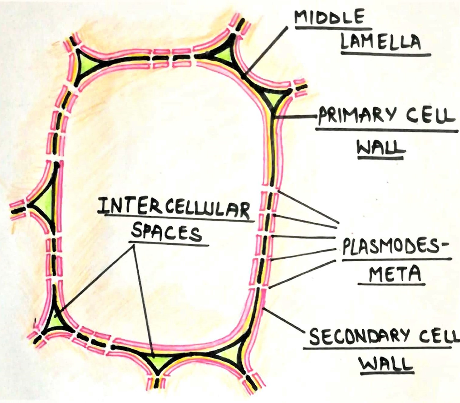 plant cell wall layers