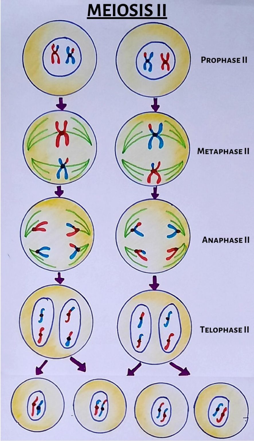 Draw Meiosis