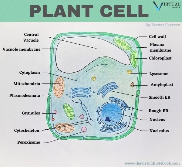 plastids in a animal cell